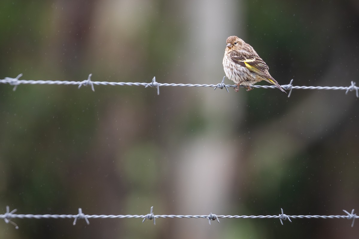 Pine Siskin - ML657512044