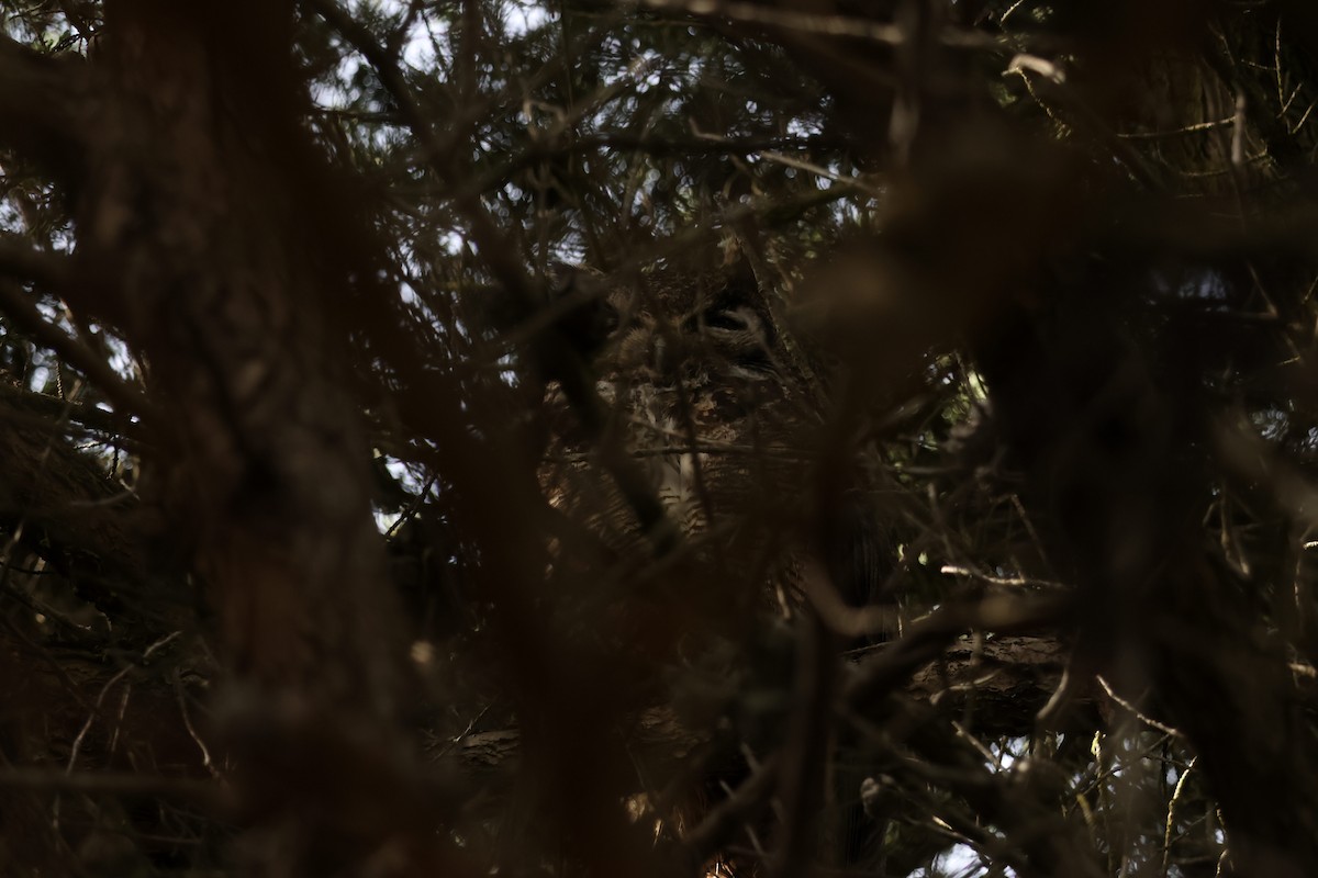 Great Horned Owl - ML657512045