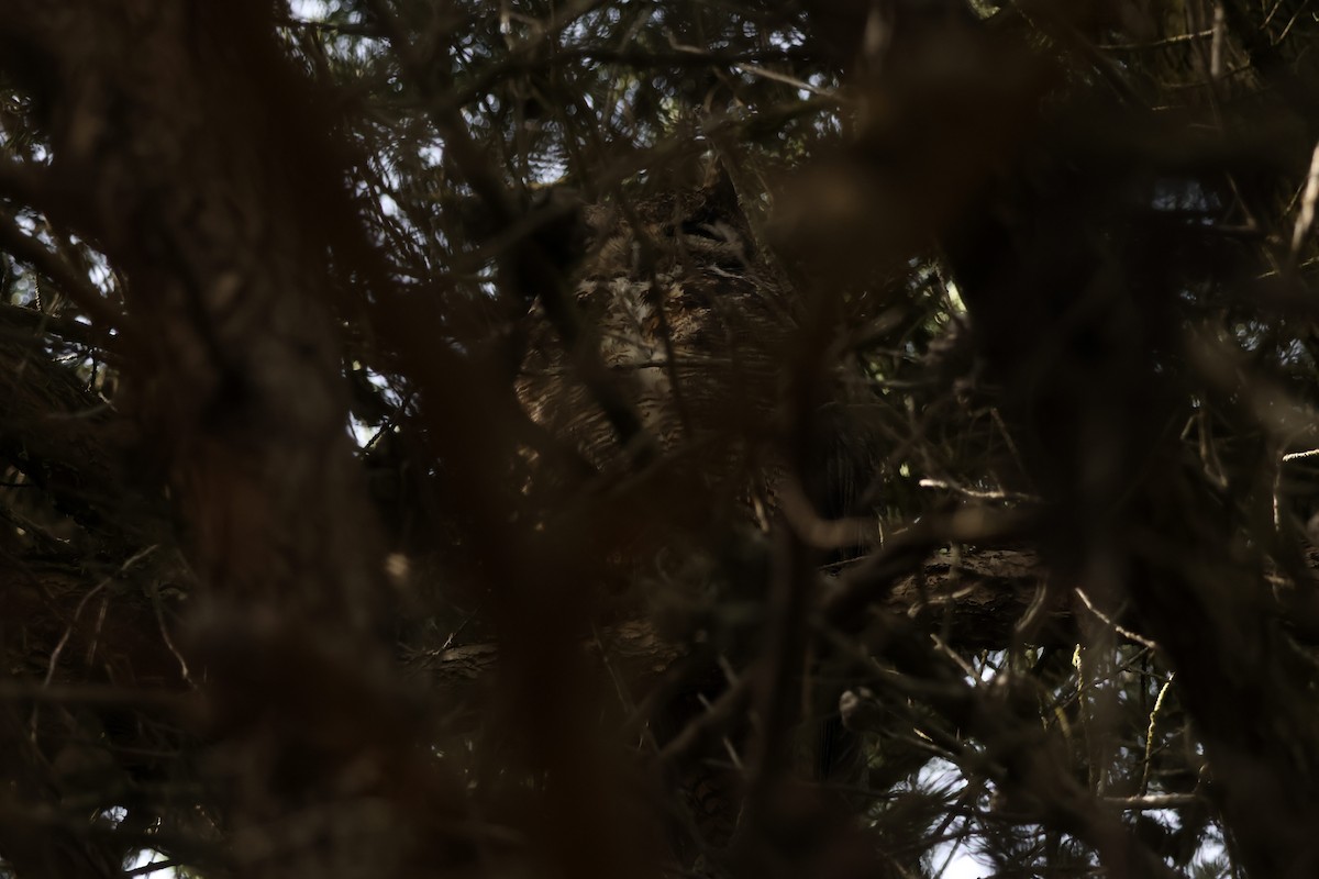 Great Horned Owl - ML657512046