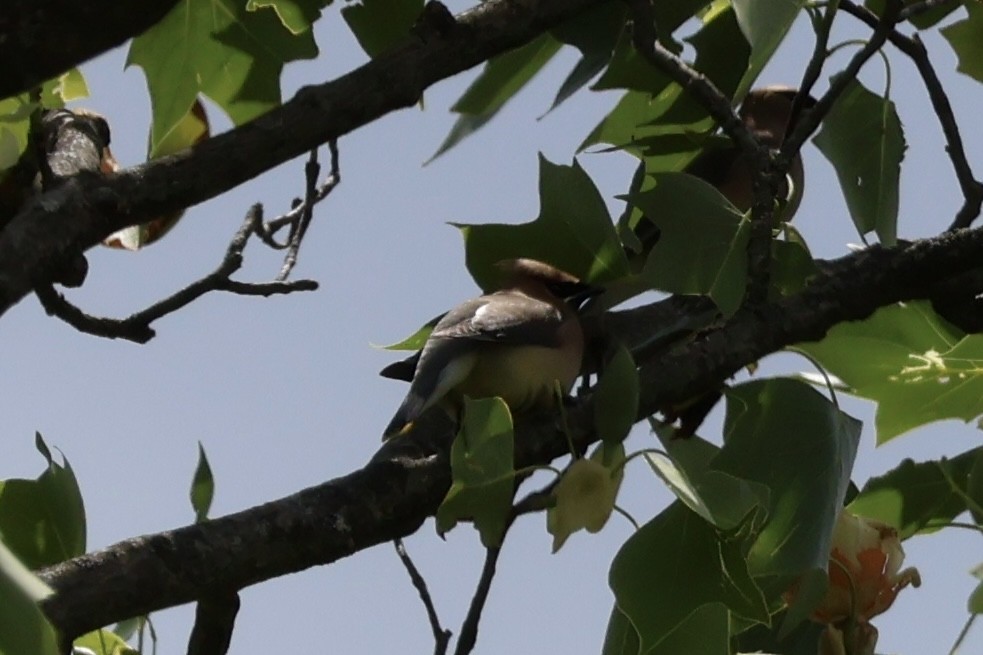 Cedar Waxwing - ML657512048
