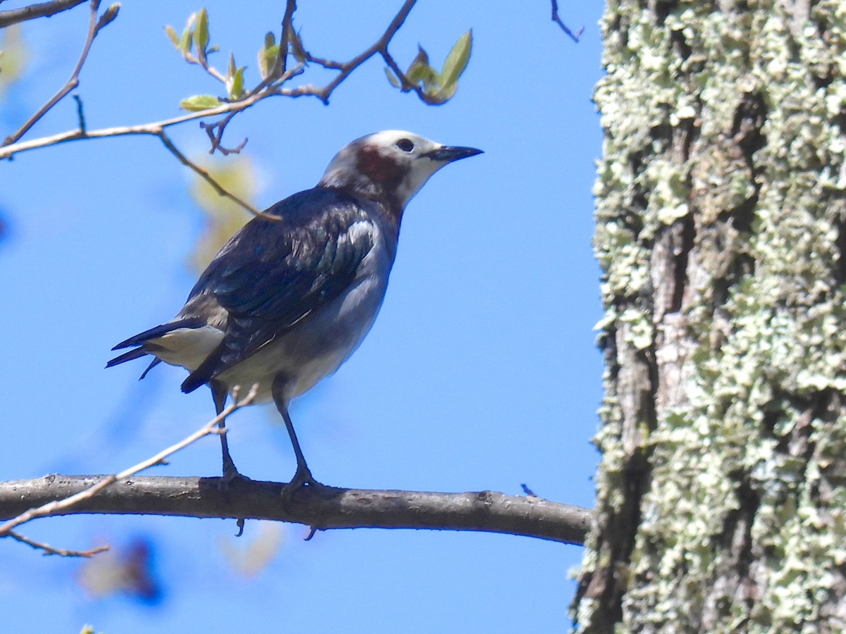 Chestnut-cheeked Starling - ML657512049
