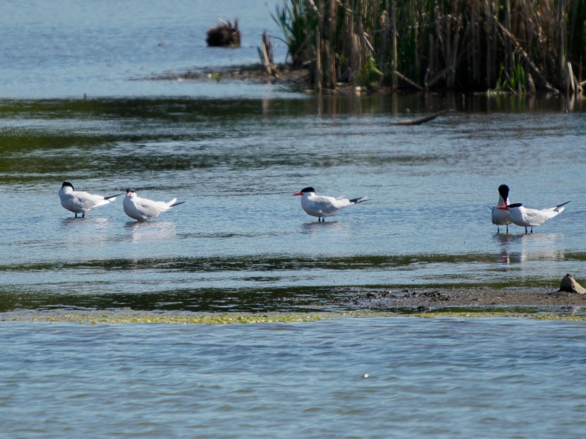 Caspian Tern - ML657512053