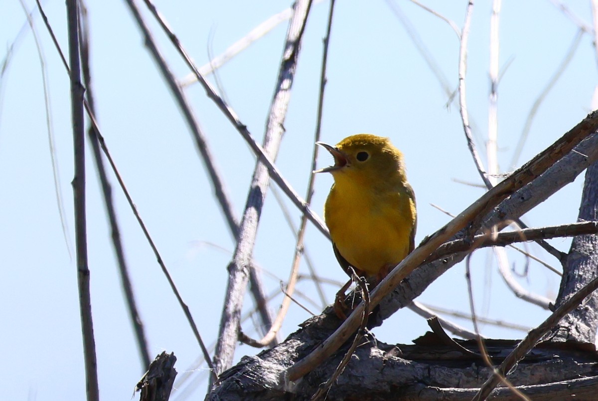 Northern Yellow Warbler - ML657512062