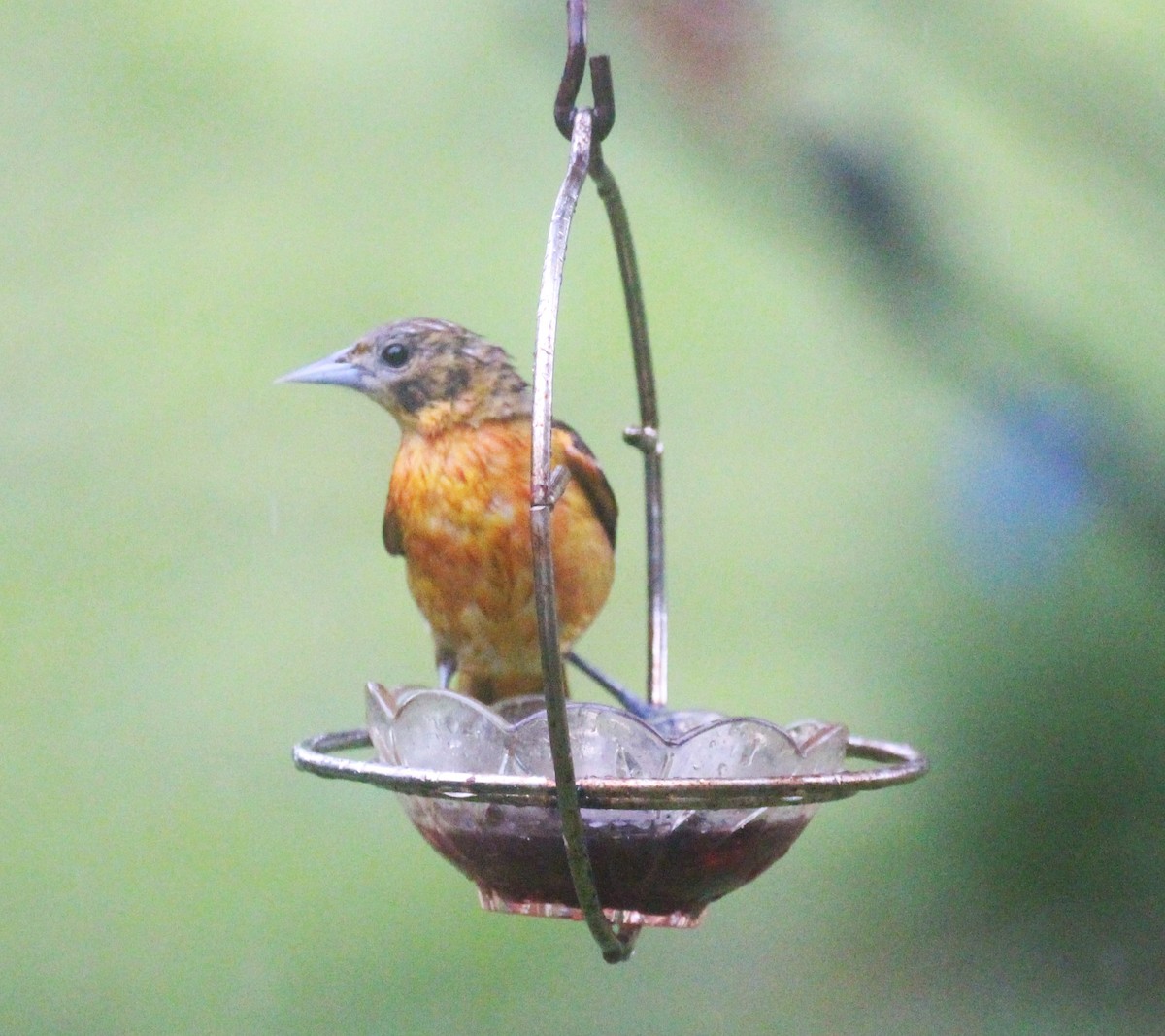 Baltimore Oriole - ML657512063