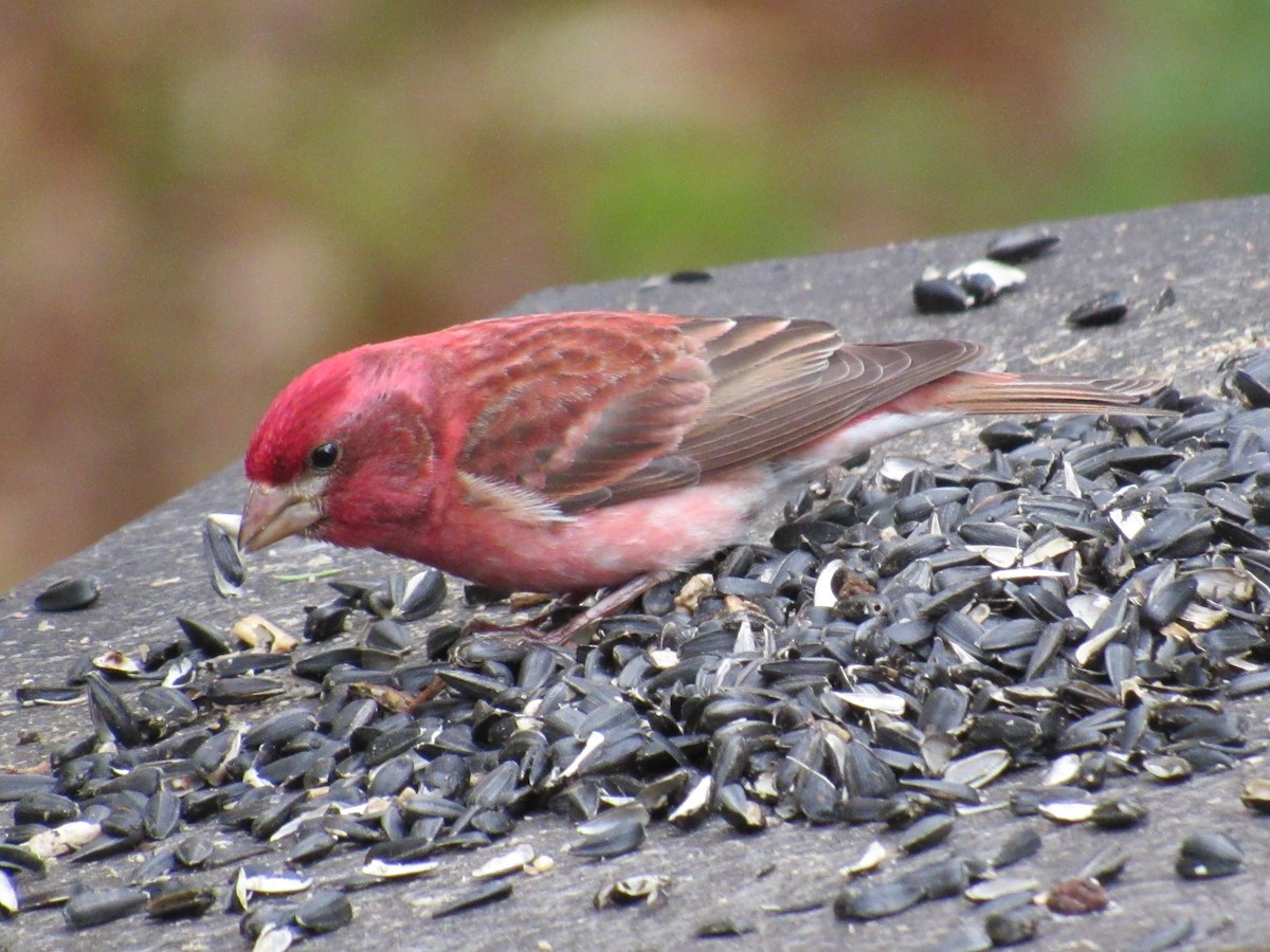 Purple Finch - ML657512065