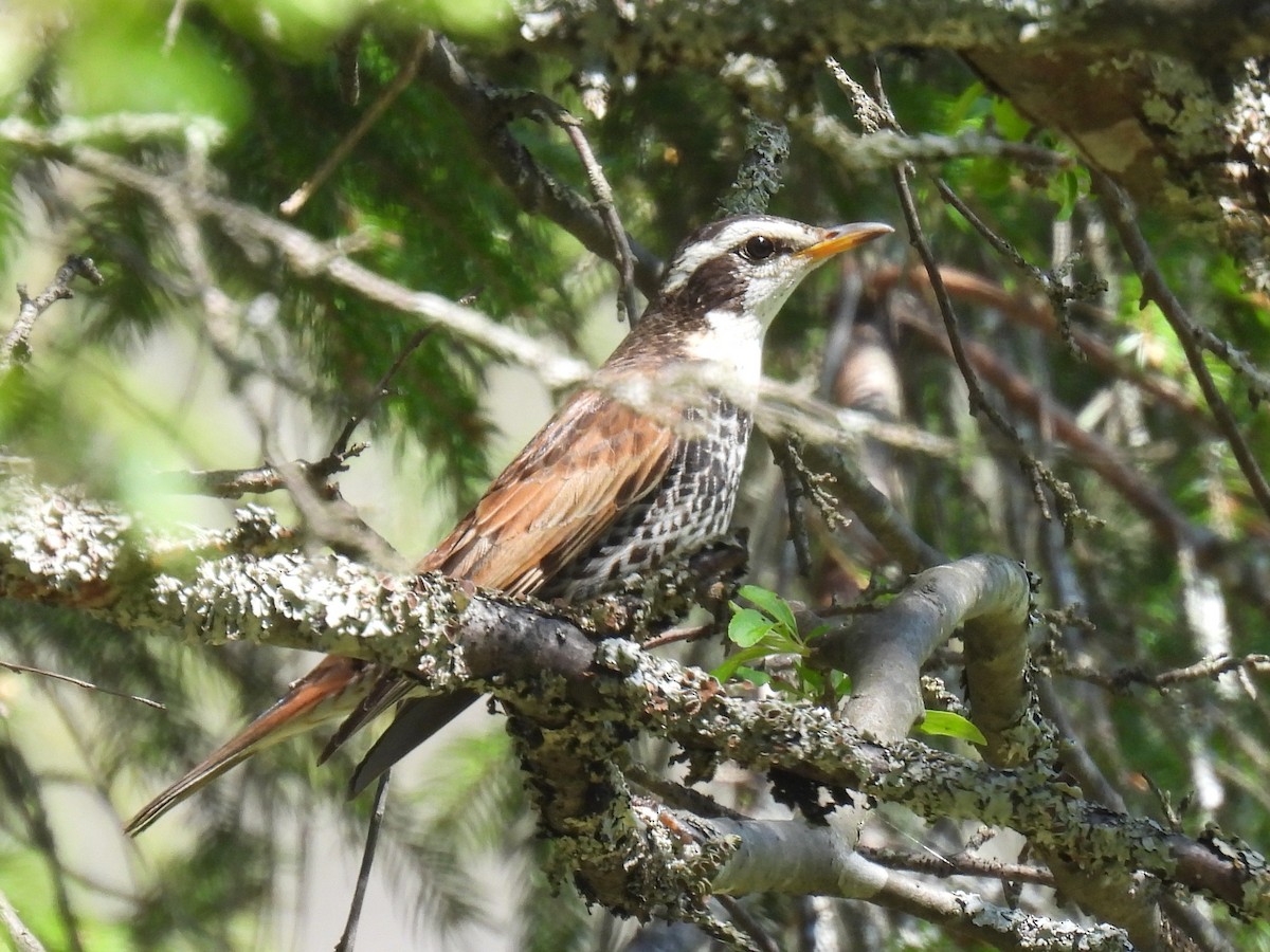 Dusky Thrush - ML657512066