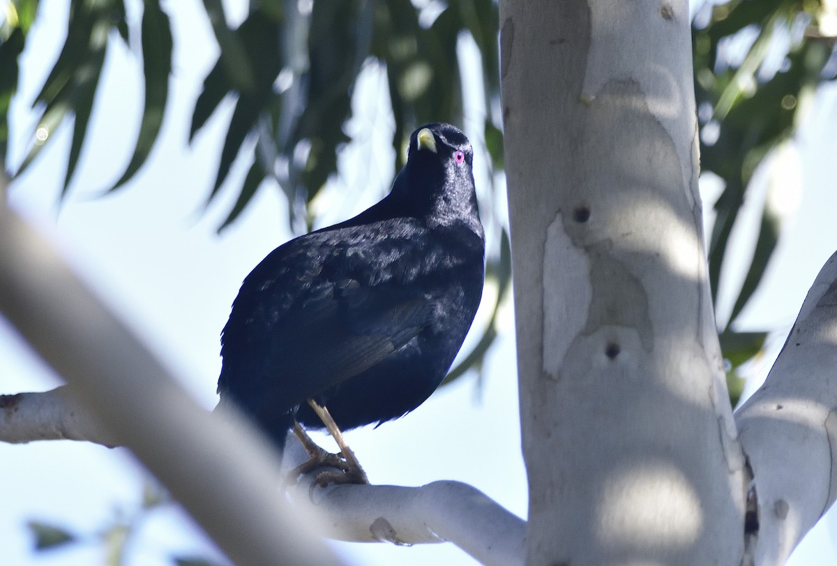 Maned Duck - ML657512067