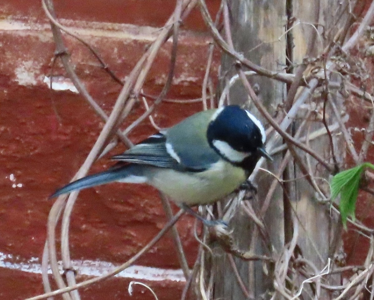 Great Tit - ML657512069