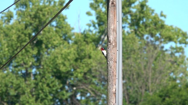 Red-headed Woodpecker - ML657512144