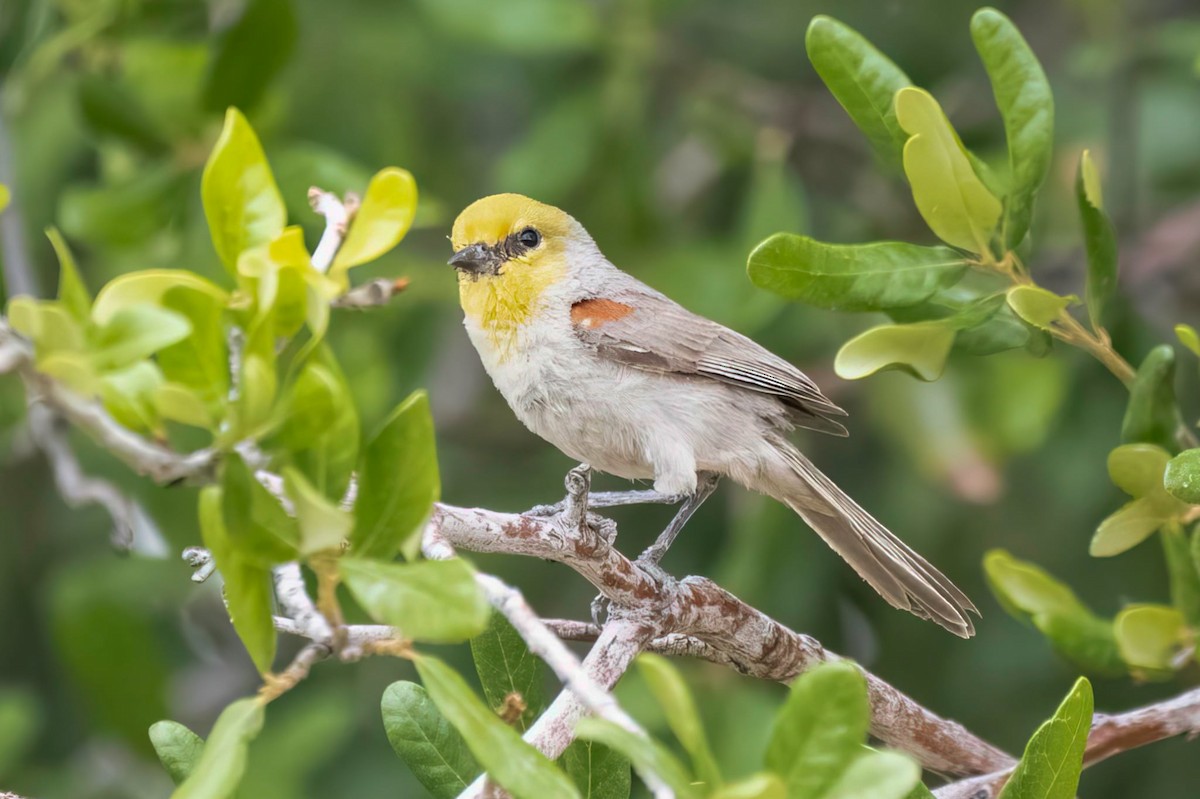 Auripare verdin - ML657512153