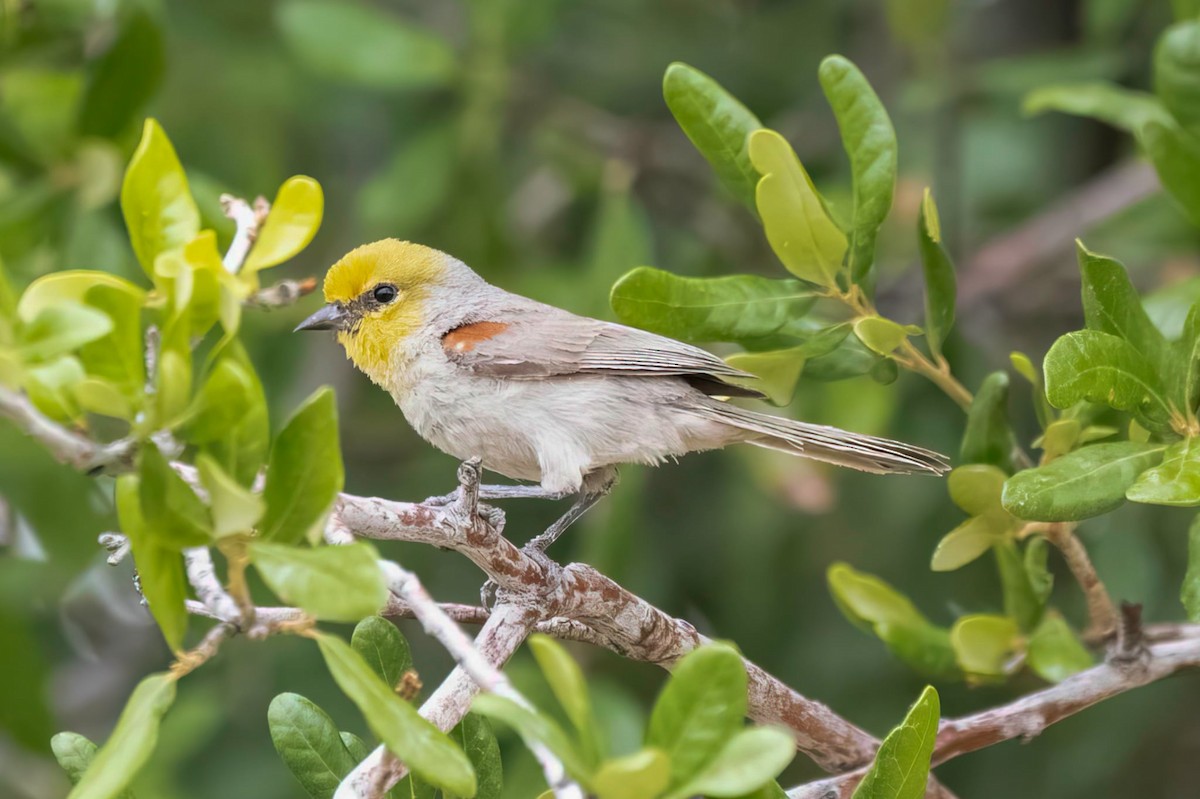 Auripare verdin - ML657512154