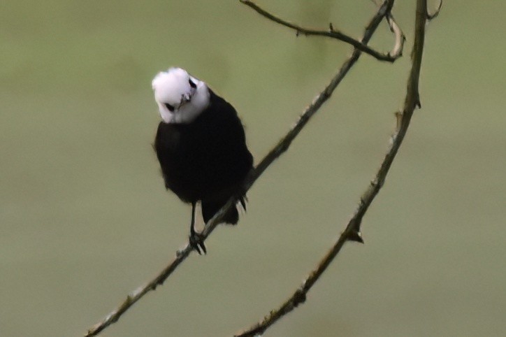 White-headed Marsh Tyrant - ML657512188
