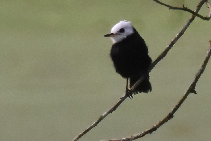 White-headed Marsh Tyrant - ML657512189