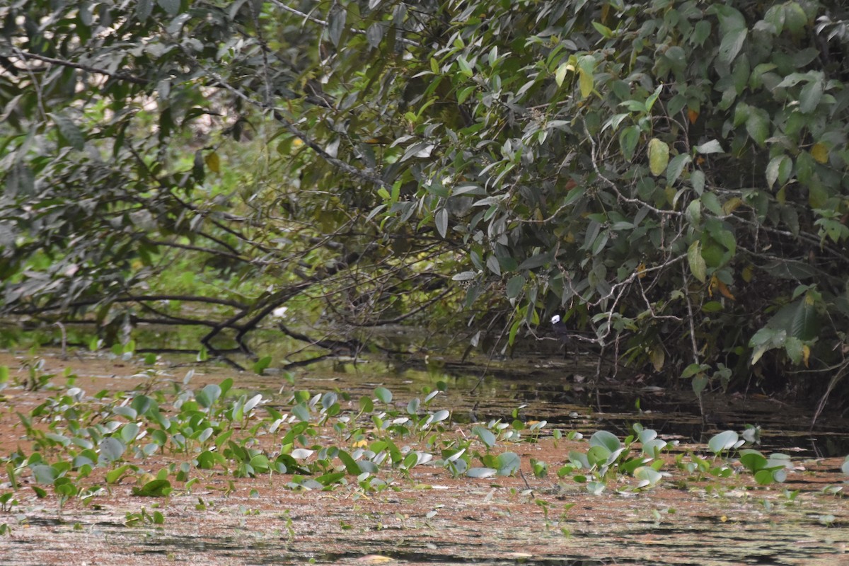 White-headed Marsh Tyrant - ML657512191