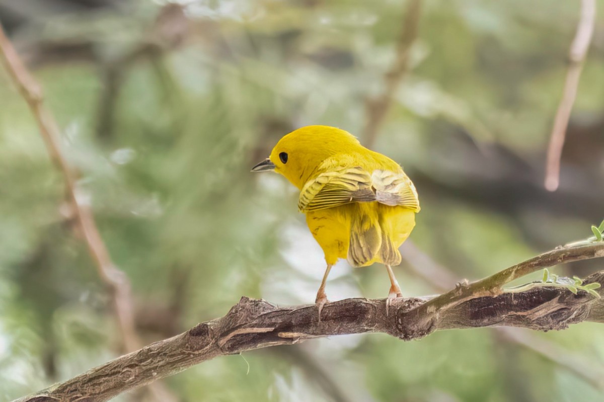 Paruline jaune - ML657512231