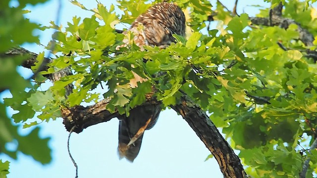 Barred Owl - ML657512772