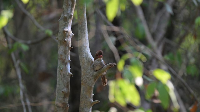 Banded Kingfisher (Banded) - ML657512995