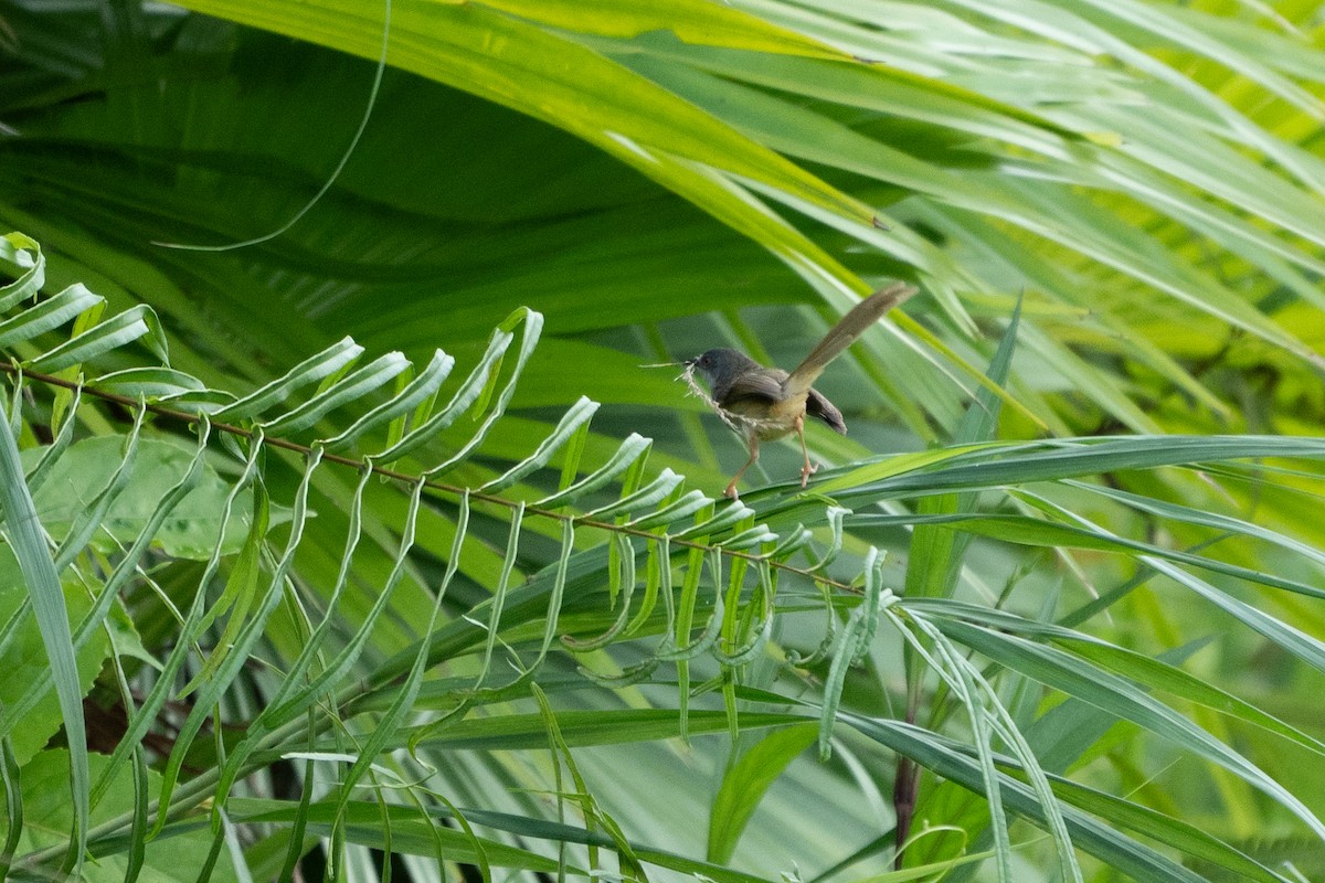 Yellow-bellied Prinia - ML657513240