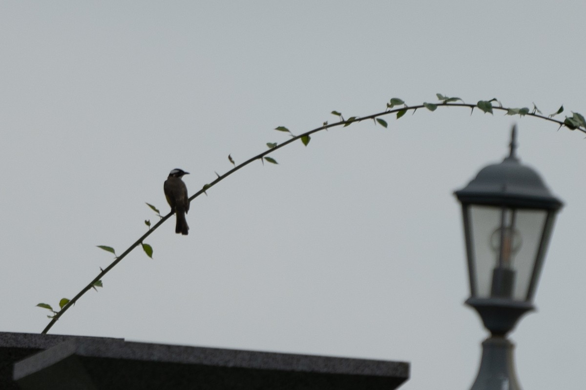 Light-vented Bulbul - ML657513241
