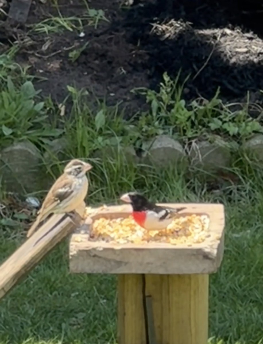 Rose-breasted Grosbeak - ML657513242