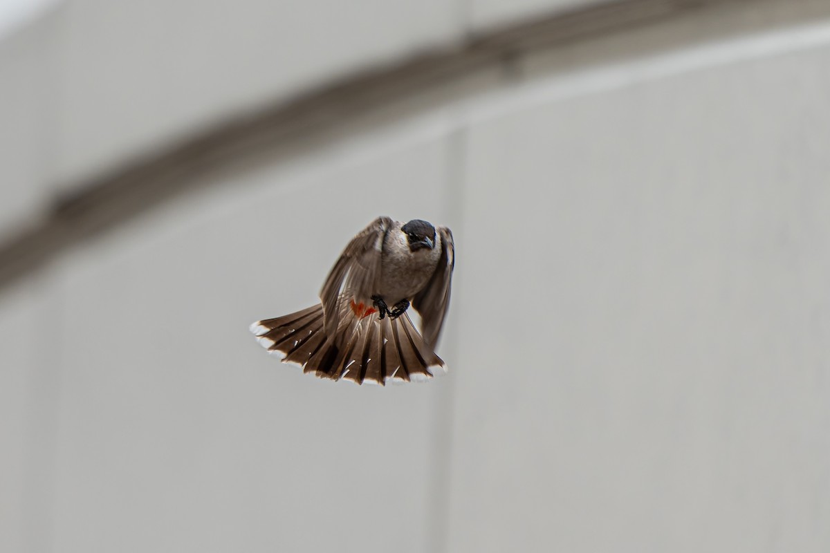 Sooty-headed Bulbul - ML657513243