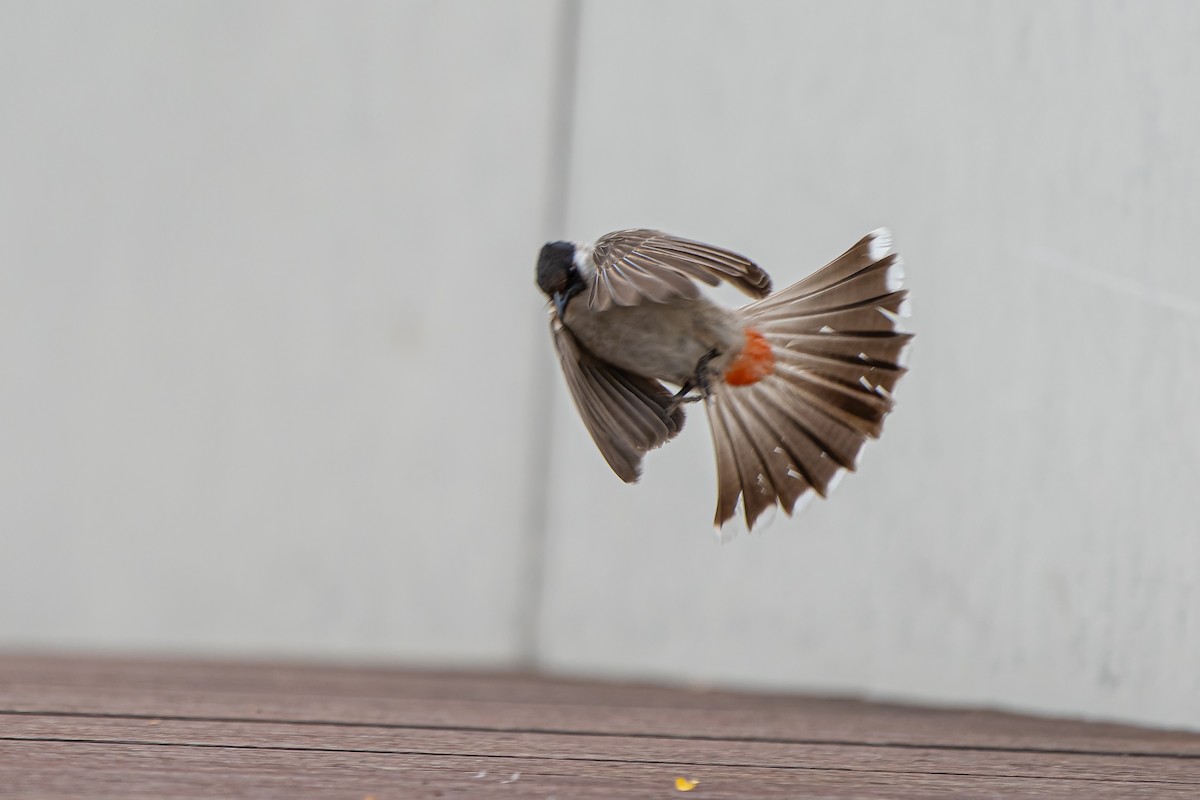 Sooty-headed Bulbul - ML657513244