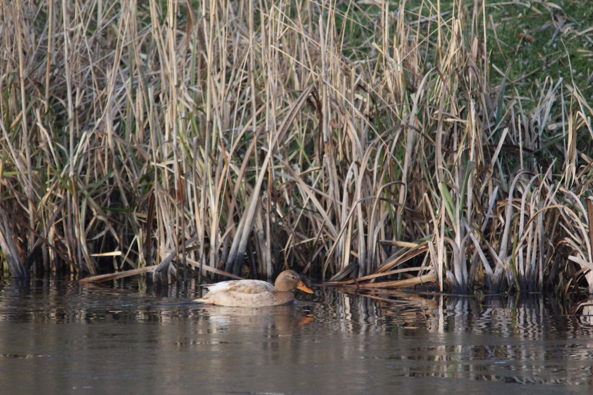 Mallard (Domestic type) - ML657513245