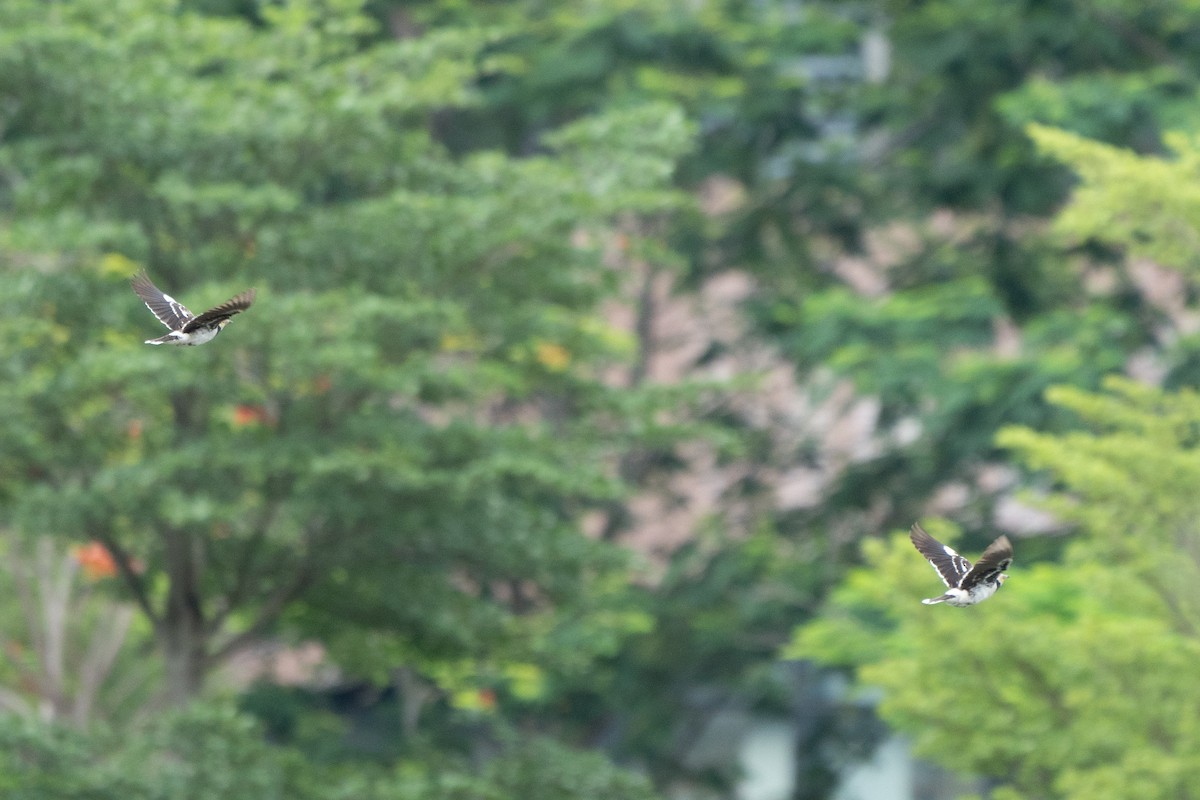 Black-collared Starling - ML657513246