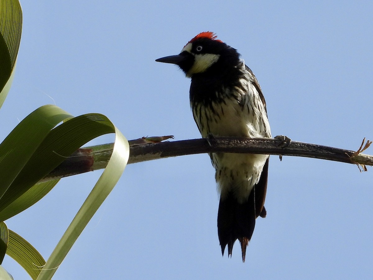 Acorn Woodpecker - ML657513247