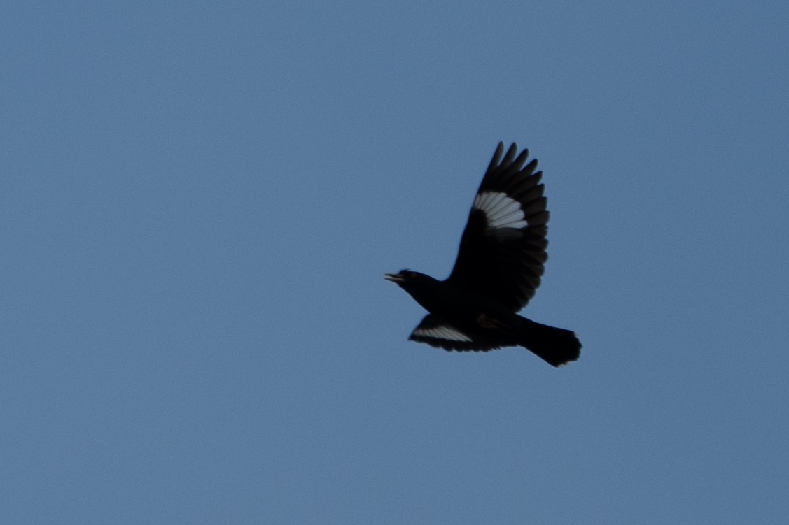 Crested Myna - ML657513248