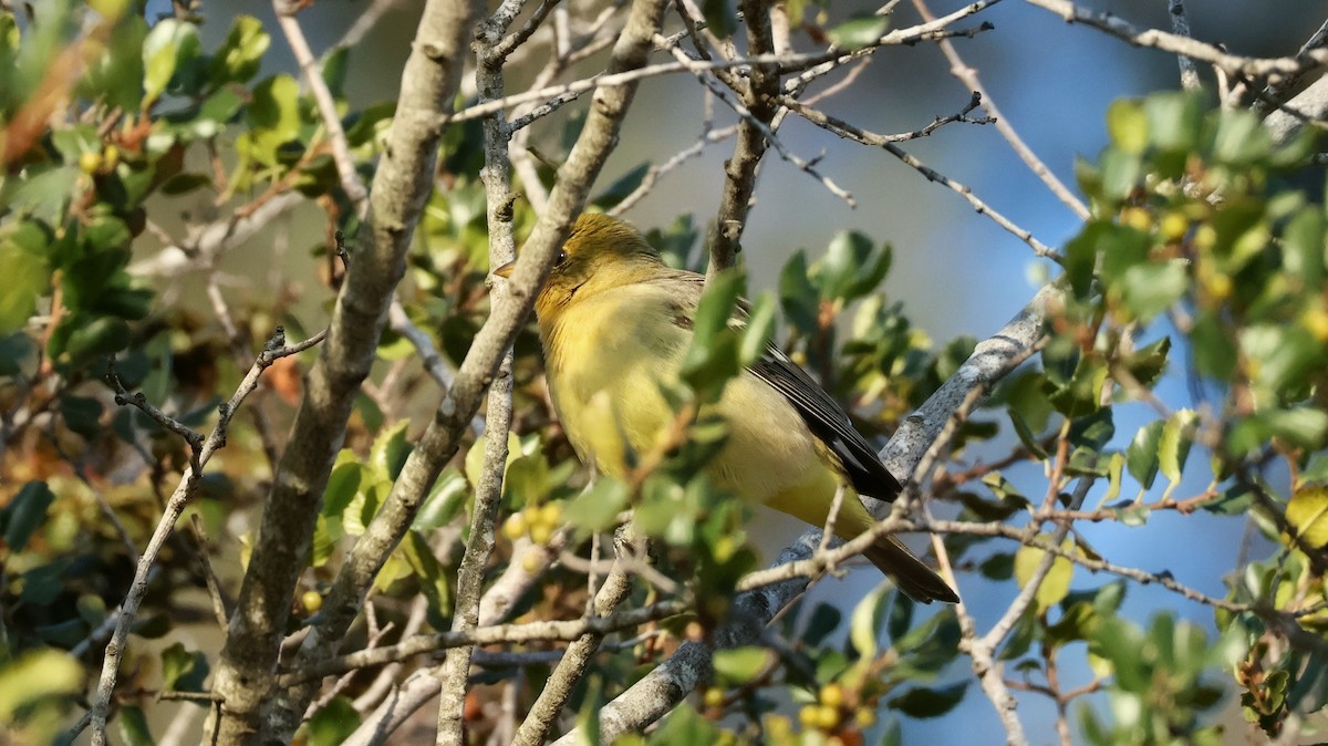 Western Tanager - ML657513249