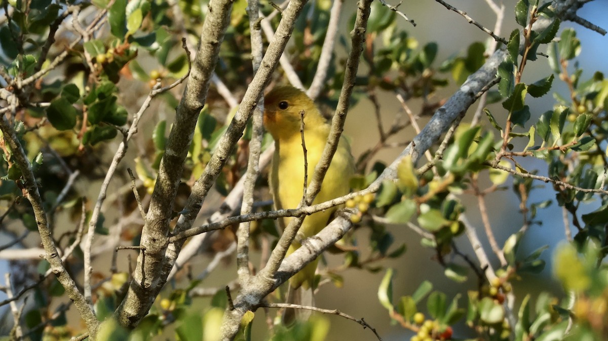 Western Tanager - ML657513250