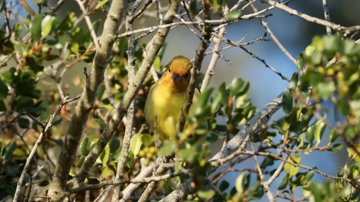 Western Tanager - ML657513251