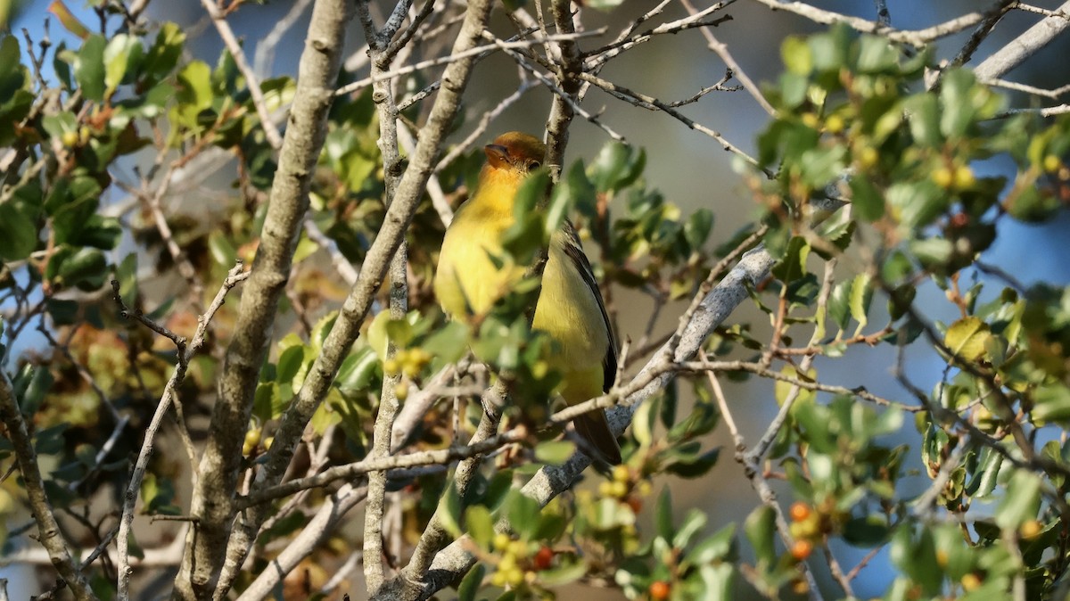 Western Tanager - ML657513252