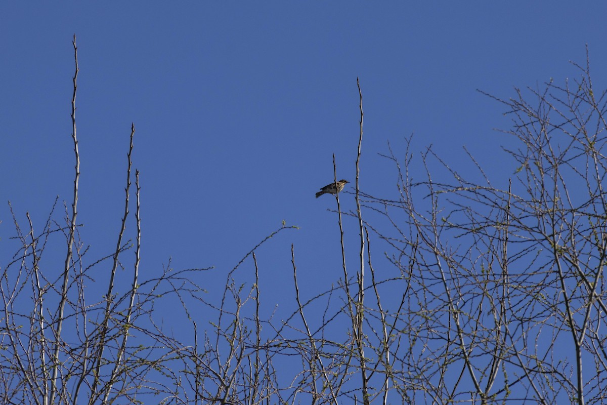 Redwing - ML657513253