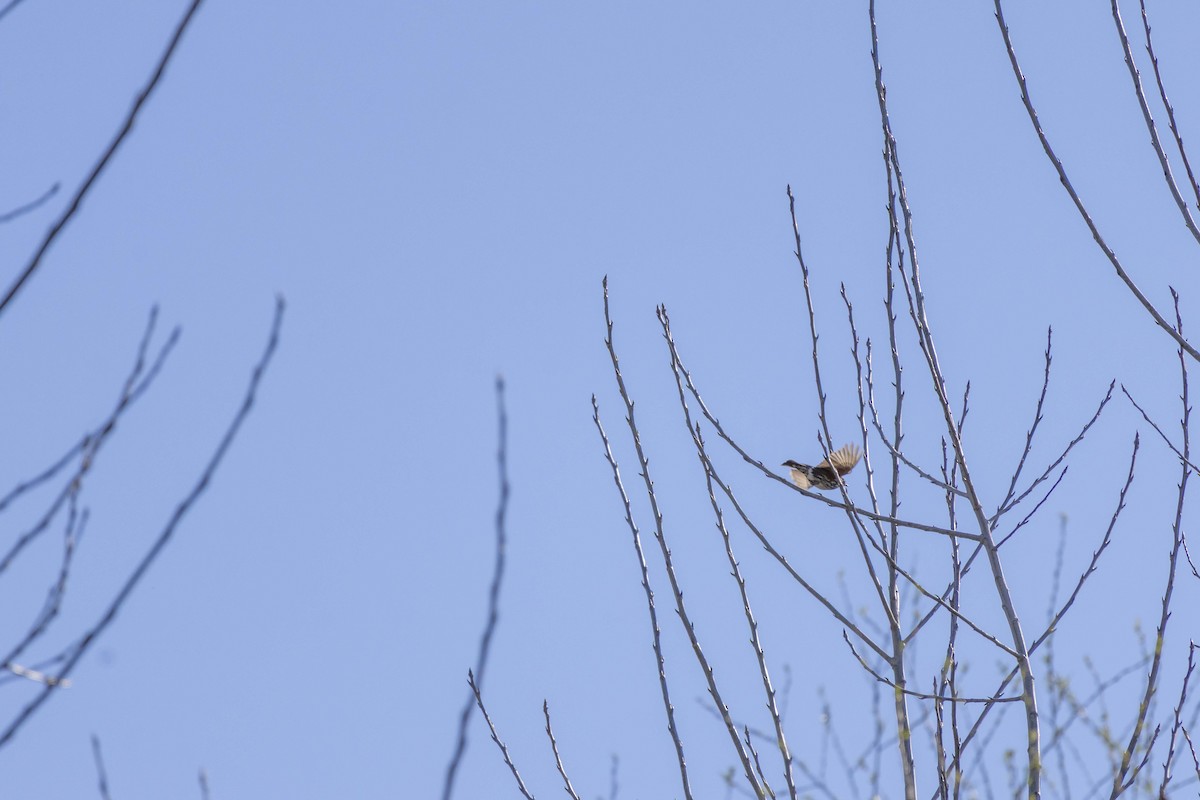 Redwing - ML657513254