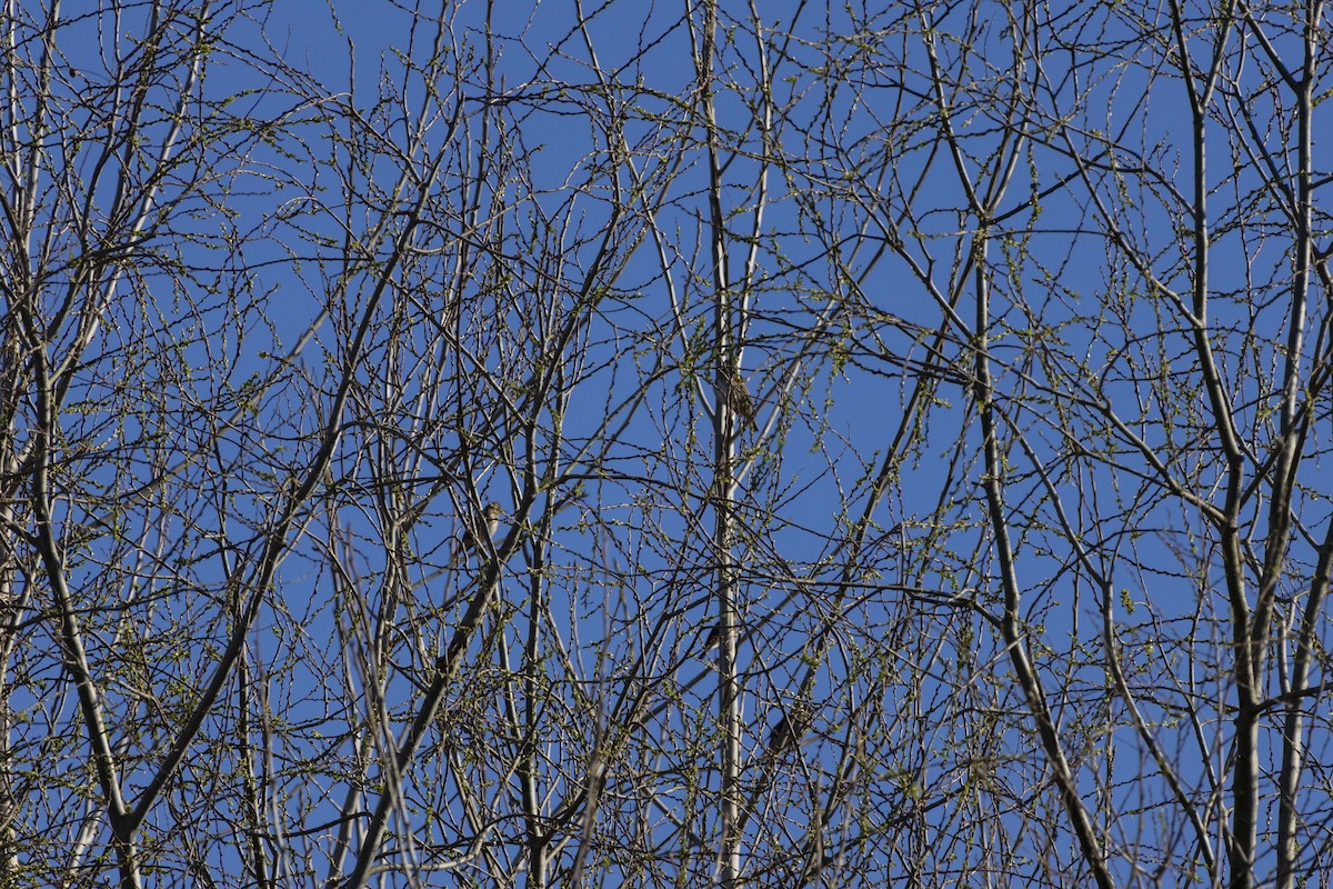 Redwing - ML657513255