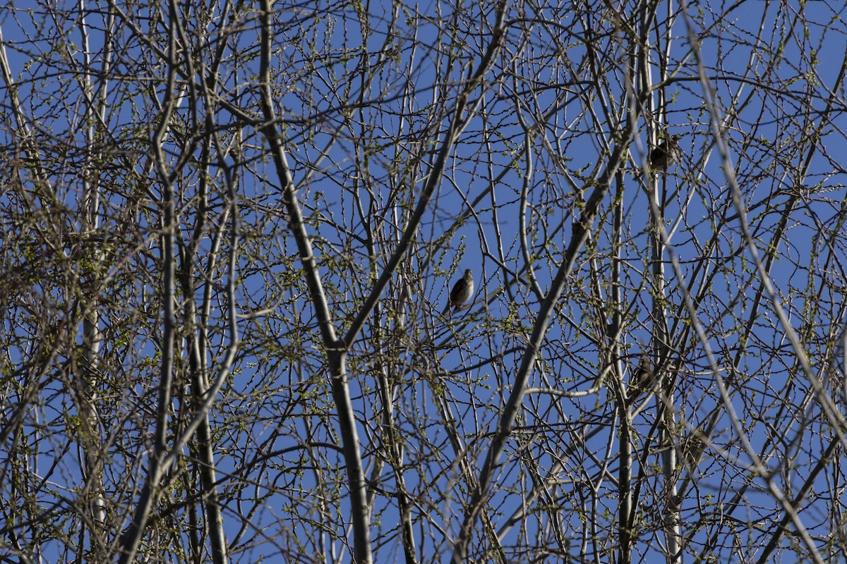 Redwing - ML657513256