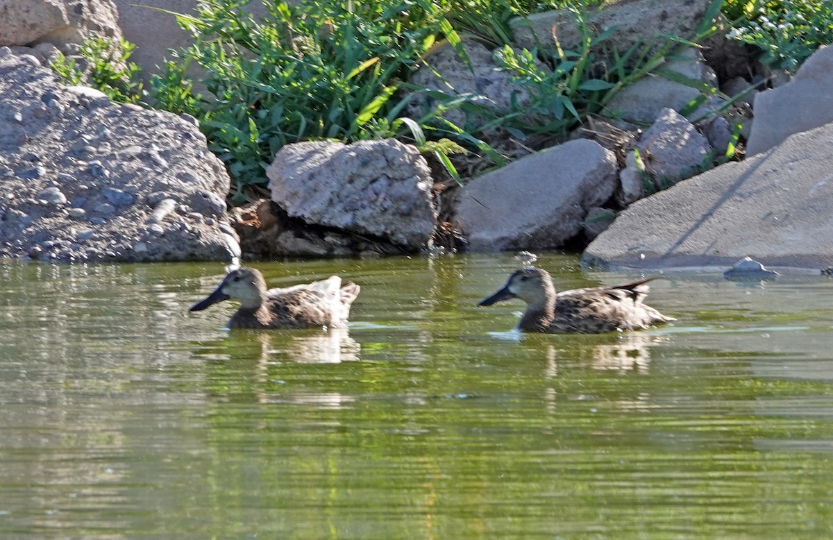 アカシマアジ - ML657513257