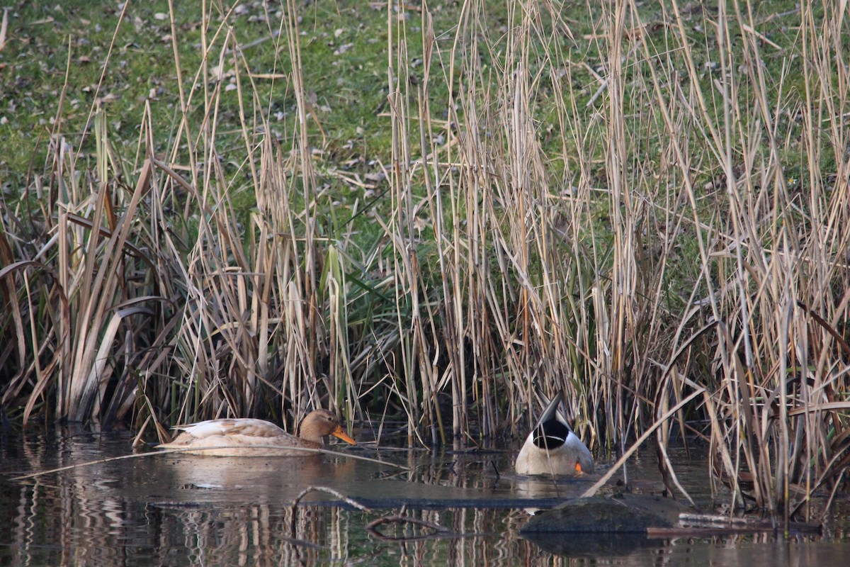 Mallard (Domestic type) - ML657513258