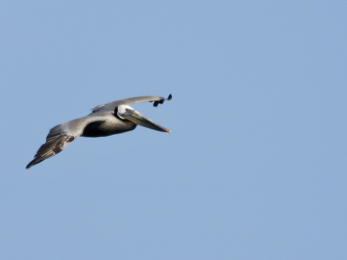 Brown Pelican - ML657513259