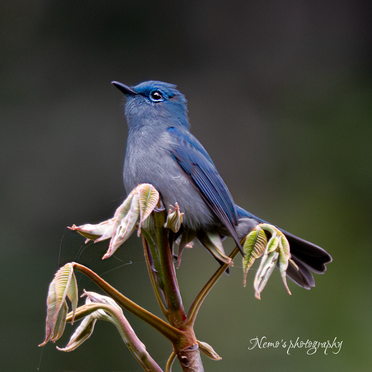 Pale Blue Flycatcher - ML657513260