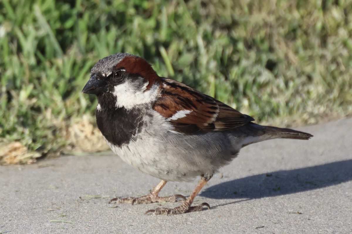 House Sparrow - ML657513261