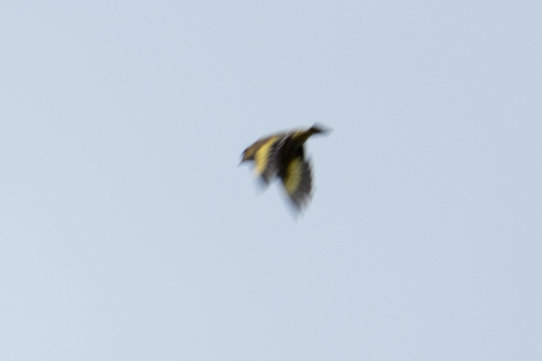 Oriental Greenfinch - ML657513262
