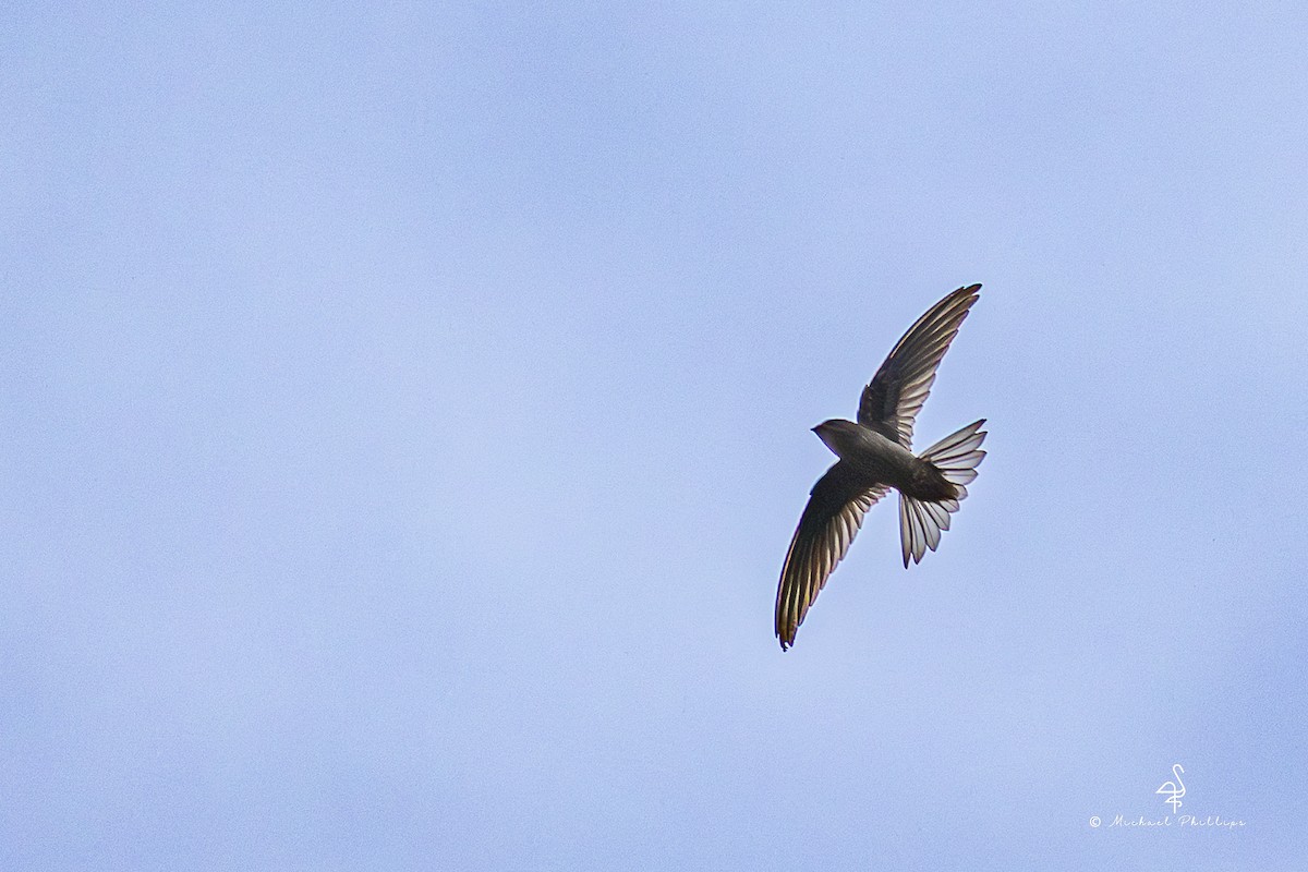 Asian Palm Swift - ML657513264