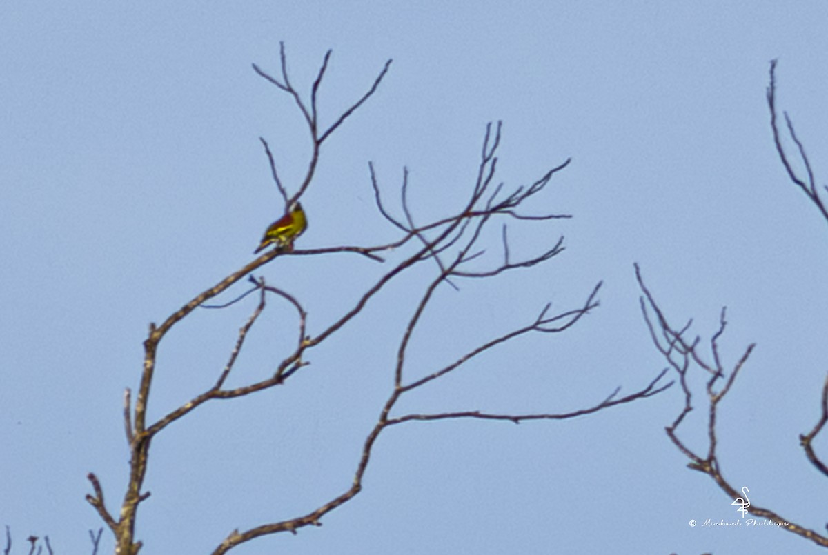 Thick-billed Green-Pigeon (Thick-billed) - ML657513269