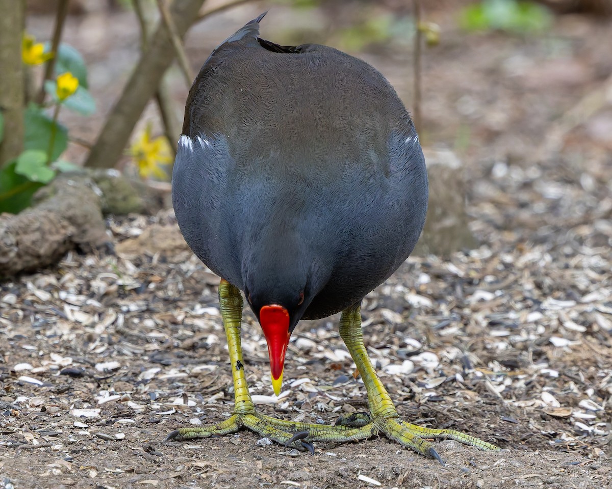Eurasian Moorhen - ML657513270