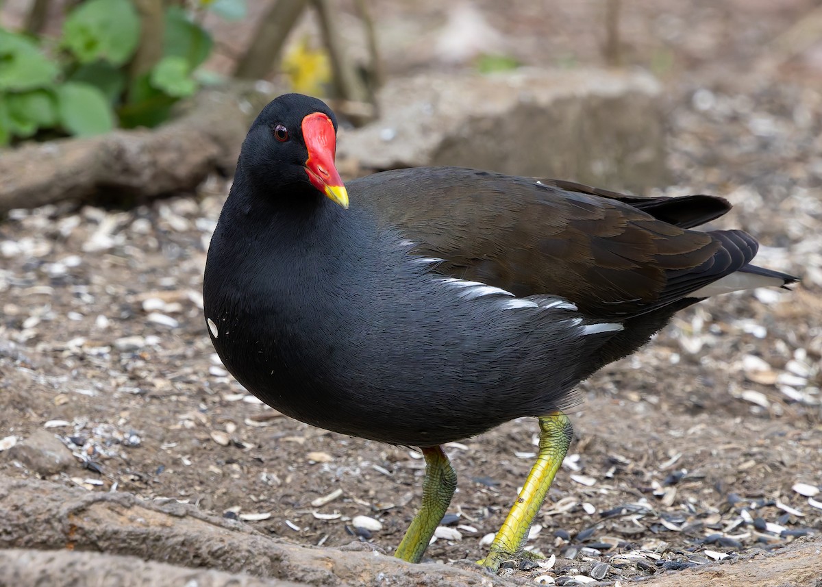 Eurasian Moorhen - ML657513271