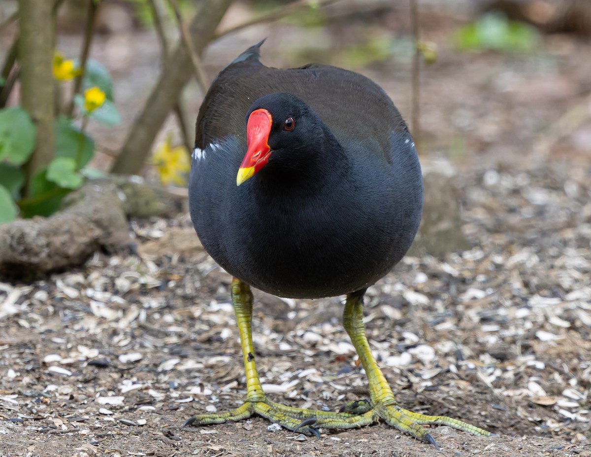 Eurasian Moorhen - ML657513272
