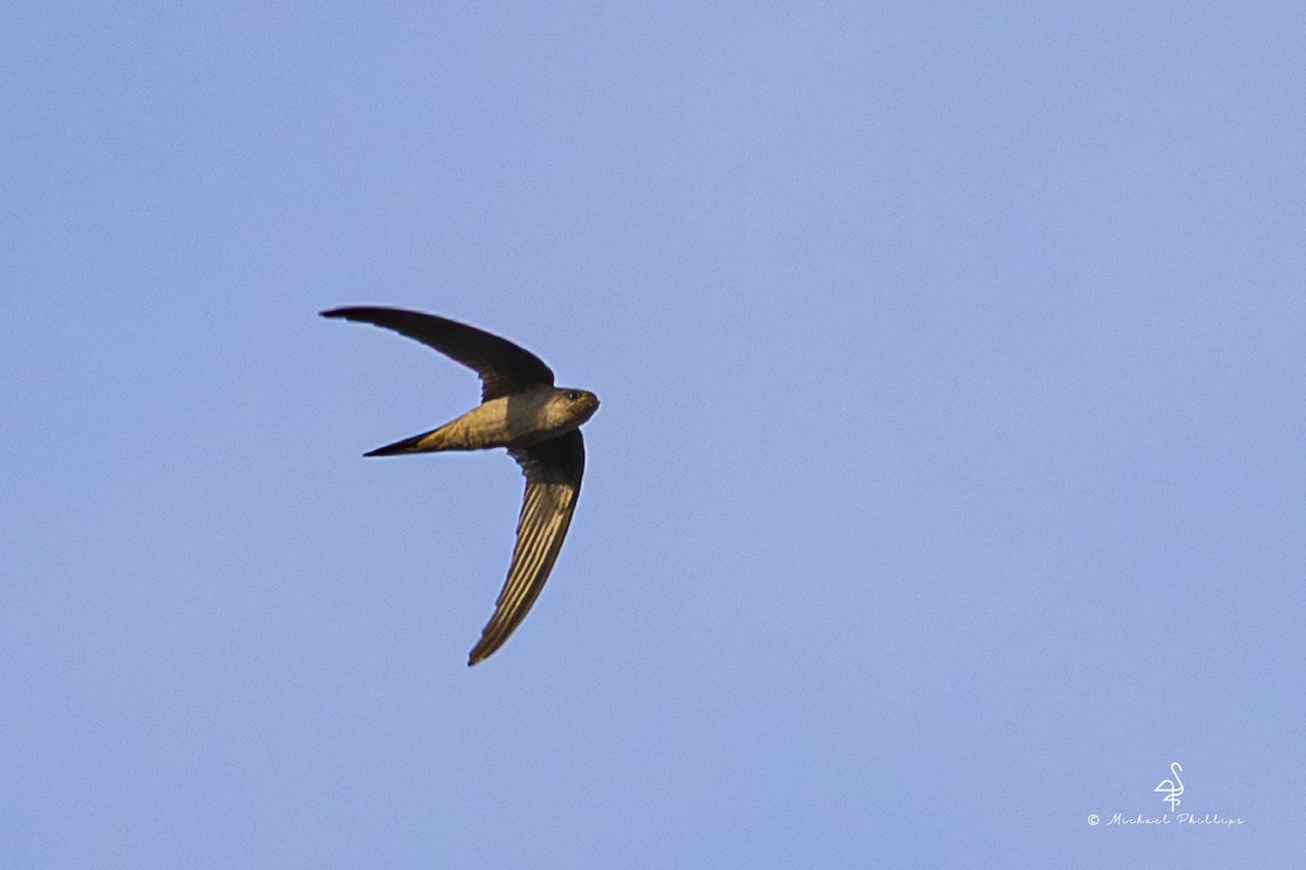 Asian Palm Swift - ML657513275